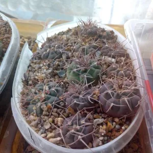 Кактусы, Gymnocalycium mazanense v. ferox от Kohres.