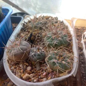 Кактусы, Gymnocalycium mazanense v. ferox от Kohres.