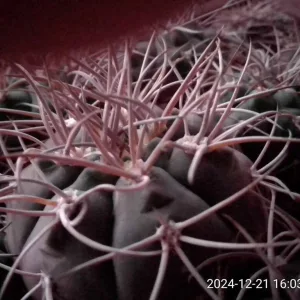 Кактусы, Gymnocalycium mazanense v. ferox от Kohres.
