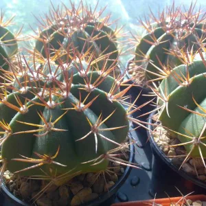 Продажа кактусов, Melocactus bahiensis f. New Zealand