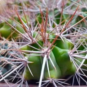 Коллекционные кактусы, Gymnocalycium paediophilum от Kohres