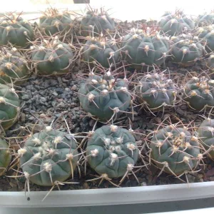 Кактусы, Gymnocalycium Pugionacanthum от Kohres