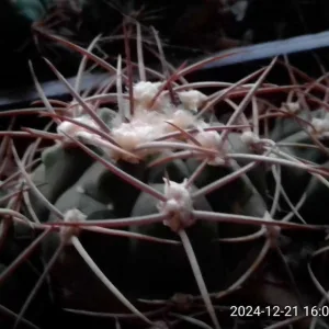 Кактусы, Gymnocalycium Pugionacanthum от Kohres