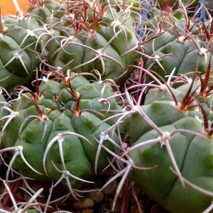 Кактусы, Gymnocalycium bayrianum от Кереса