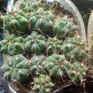 Кактусы, Gymnocalycium bayrianum от Кереса