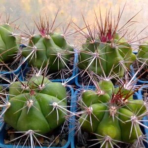 Коллекционные кактусы, Gymnocalycium paediophilum от Kohres