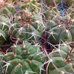 Кактусы, Gymnocalycium bayrianum от Кереса