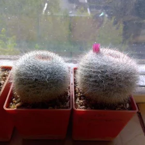 Кактусы, Mammillaria klissingiana от Kohres.
