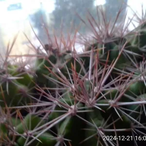 Коллекционные кактусы, Gymnocalycium paediophilum от Kohres