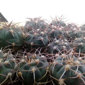 Кактусы, Gymnocalycium Pugionacanthum от Kohres