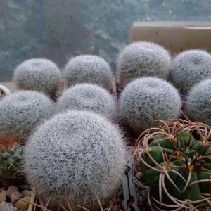 Кактусы, Mammillaria klissingiana от Kohres.