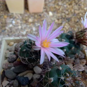 Кактусы на продажу, Turbinicarpus pseudomacrochele от Kohres
