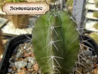 KAKTYC 1