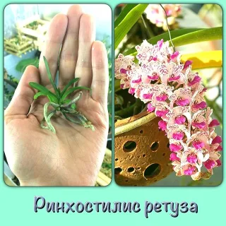 Rhynchostylis retusa - сеянец только из колбы. справа пример цветения