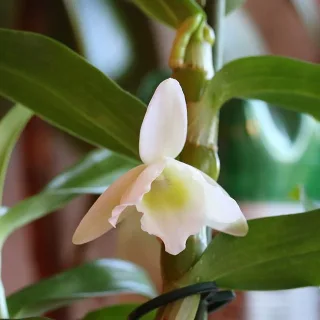 Цветение дендробиума благородного (dendrobium nobile)
