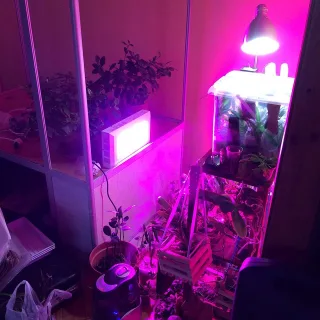 led светильник с мерзким фиолетово-розовым светом