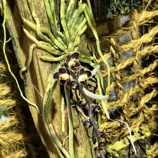 Chiloschista lunifera