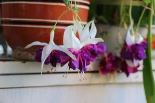 Фуксия 'Deep purple'