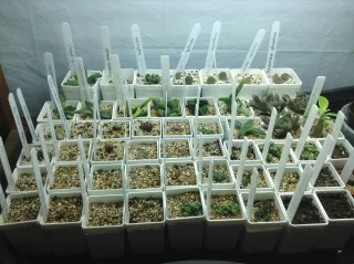 succulentus