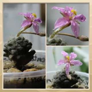 Anacompseros filamentosa subs. namaquensis