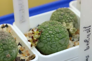 pseudolithos migiurtinus