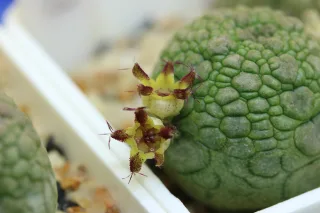 Pseudolithos migiurtinus (крупный план)