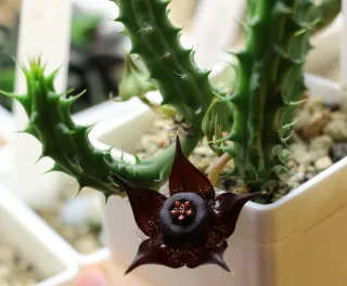 Duvalia polita 08/12/16