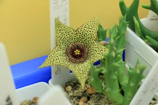 Orbea verrucosa 08/12/16