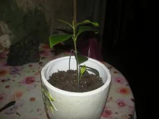 ..