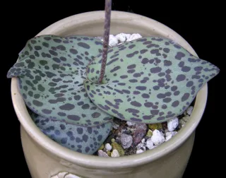 drimiopsis dolmiticus