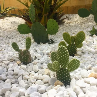 Opuntias