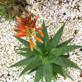Aloe
