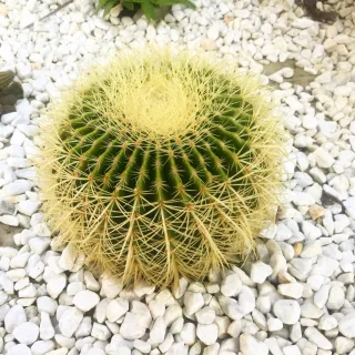 Echinocactus Grusonii