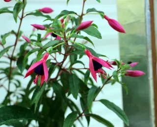 Фуксия 'Pink light'