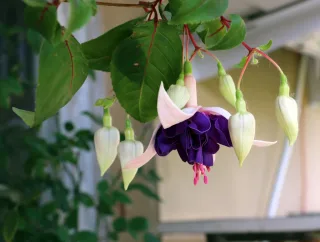 Фуксия 'Deep Purple'