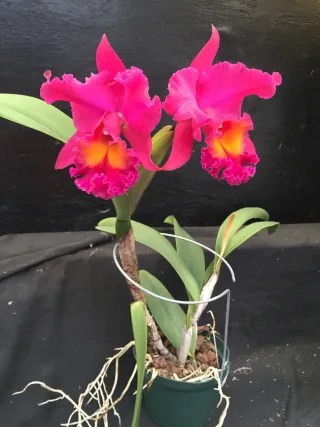 Rhyncholaeliocattleya Sanyung Ruby C.R.