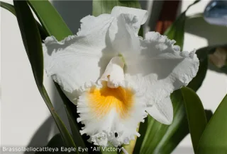Barkeria Eagle Eye ‘All Victory’