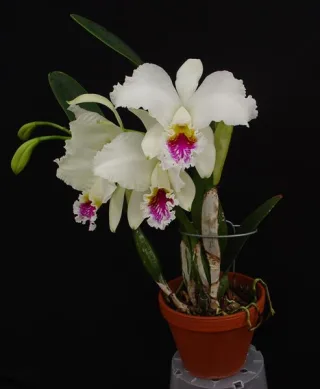 Cattleya Mossiae semi alba