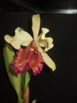 Cattleya dowiana aurea x sib