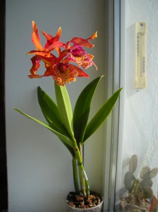 Brassolaeliocattleya French Fox
