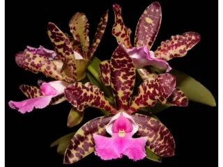 Cattleya (C.Sophia Martin x Thospol Spot) x aclandiae