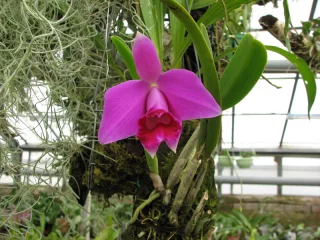 Laelia Pumila