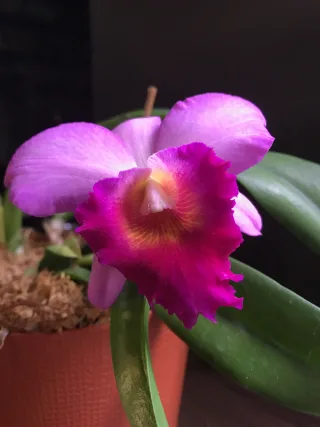 Cattleya pink orchid? NOID