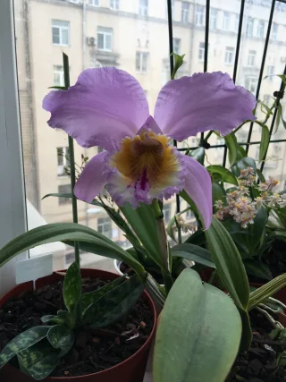 Cattleya mossiae var. coerulea