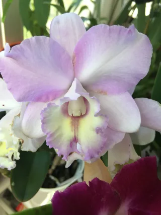 Laeliocattleya Puppy Love