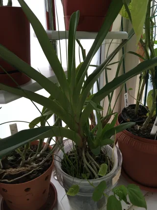 Angraecum Eburneum