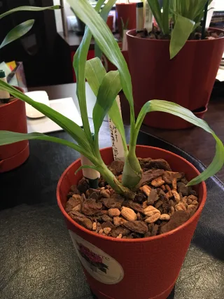 Catasetum incurvum x Ten Dragons Night Wasp