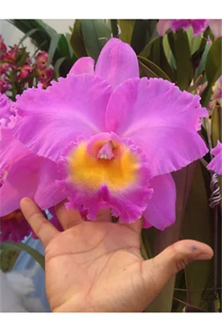 Rhyncholaeliocattleya Triumphal Coronation