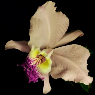 Brassolaeliocattleya trianae x sib?