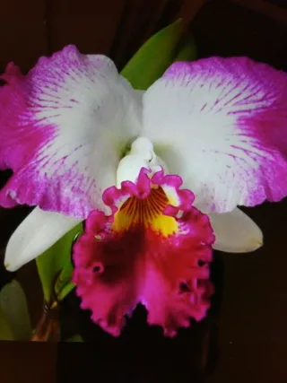 Laeliocattleya White Spark